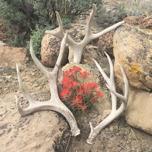 Meet your Posher, Robin